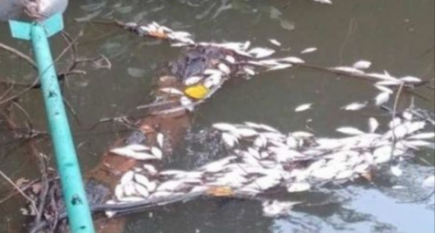 Multan a minera canadiense por contaminar selva amazónica