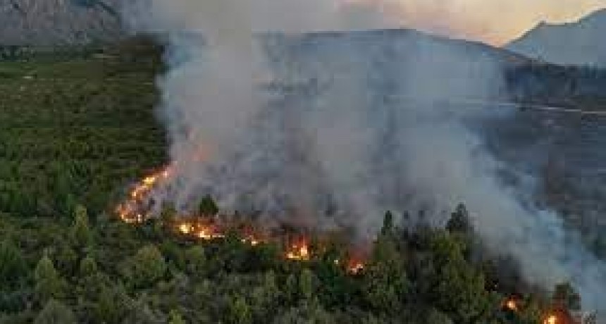 Voraces incendios arrasan bosques nativos