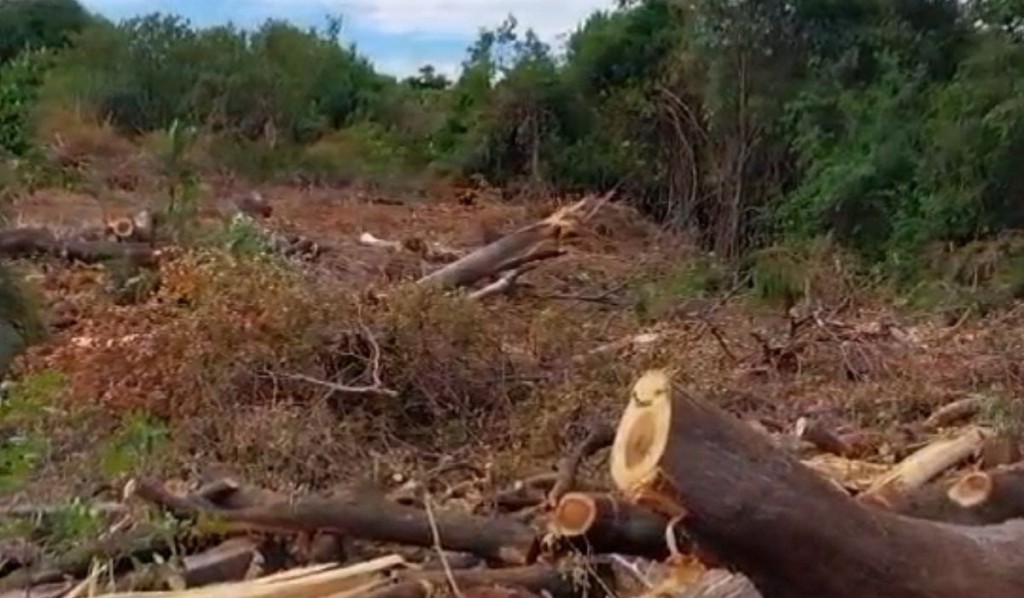 MILPA denuncia que se ha deforestado tierras en Condadillo y Flor de Mangle