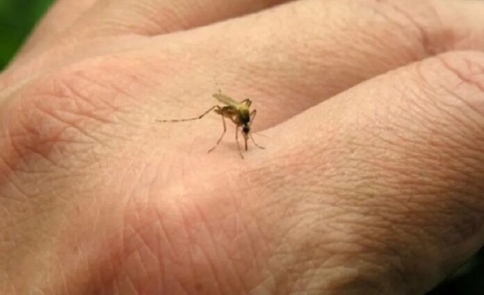 La OPS alerta sobre la peor temporada de dengue en Latam