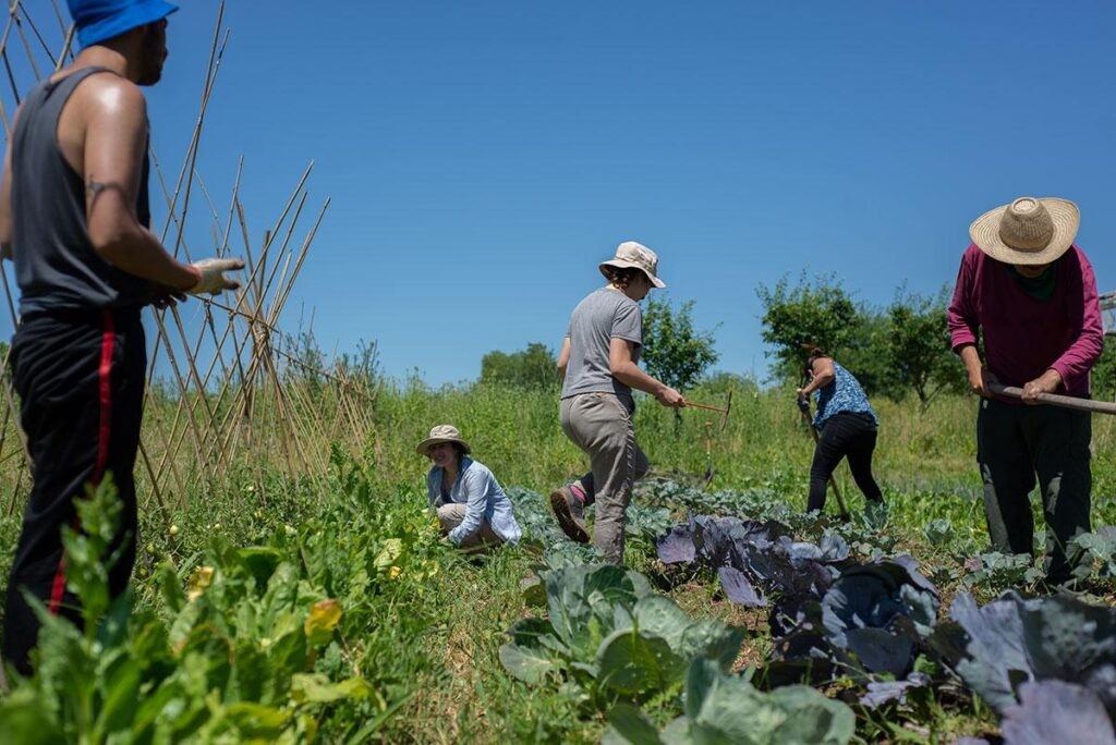 Huertas urbanas en La Plata: alimento, salud y comunidad   