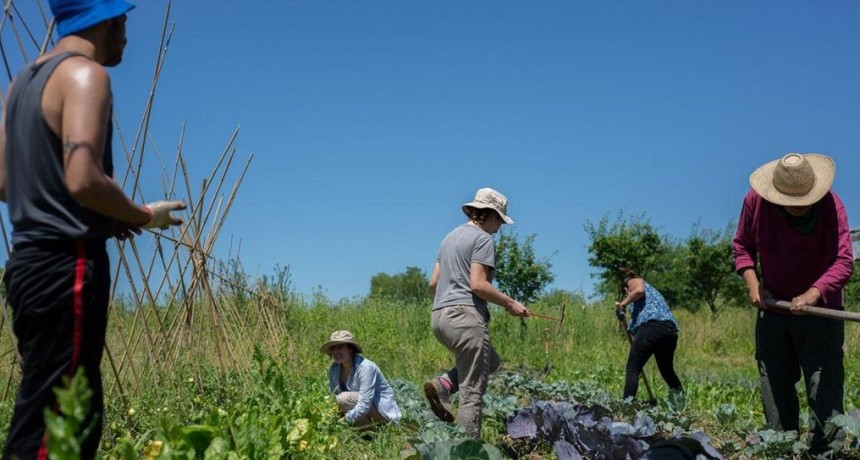 Huertas urbanas en La Plata: alimento, salud y comunidad   