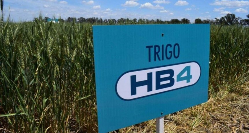 El Gobierno autorizó el trigo HB4 y el pan transgénico se acerca a las mesas argentinas