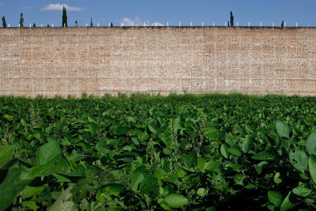 Gobierno transgénico: una ley a medida del agronegocio