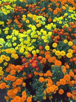 Flores para los fieles difuntos en Oaxaca