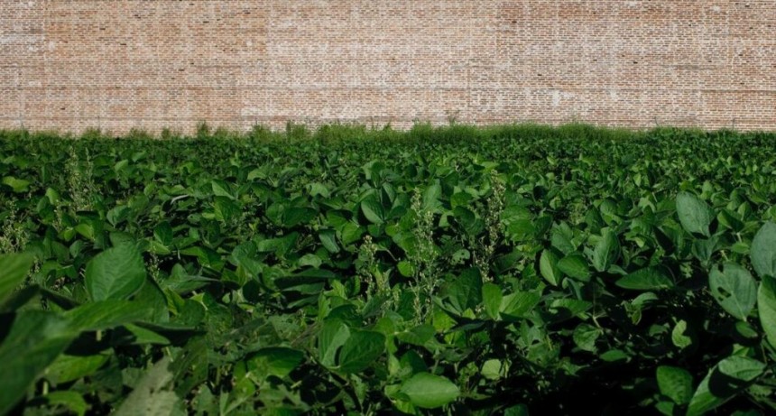 Gobierno transgénico: una ley a medida del agronegocio