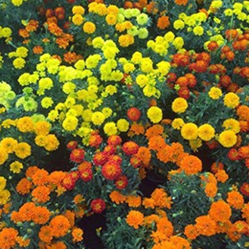 Flores para los fieles difuntos en Oaxaca