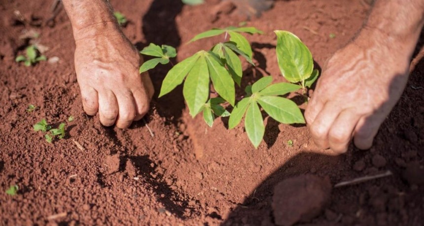 Productores Independientes de Piray: “Donde había solo tierra dura, ahora crecen alimentos sanos”