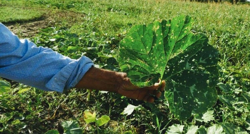 Agronegocio y cientos de afectados por fumigaciones en Chaco